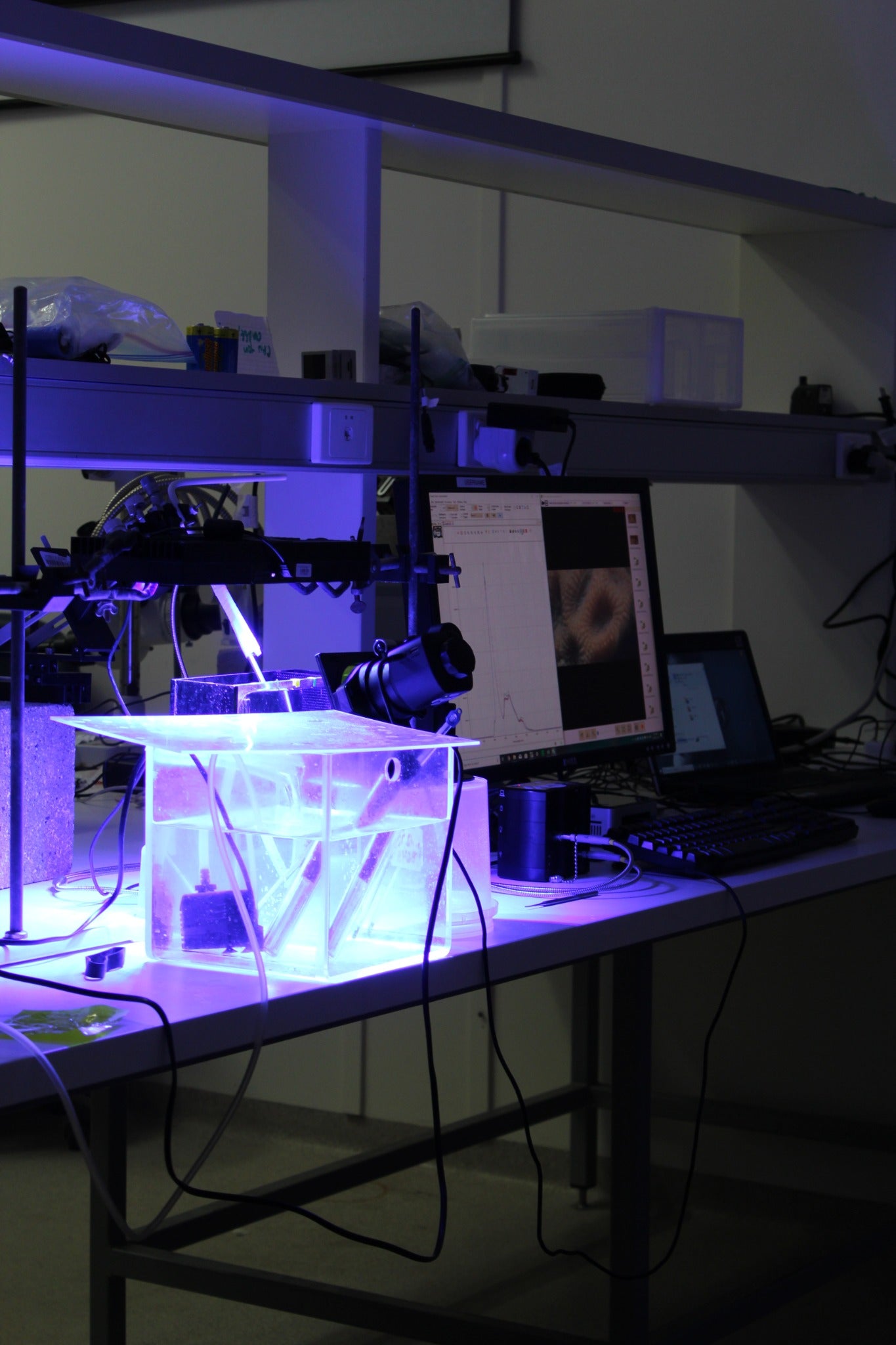 Experimental coral bio-optics setup at Heron Island in 2019