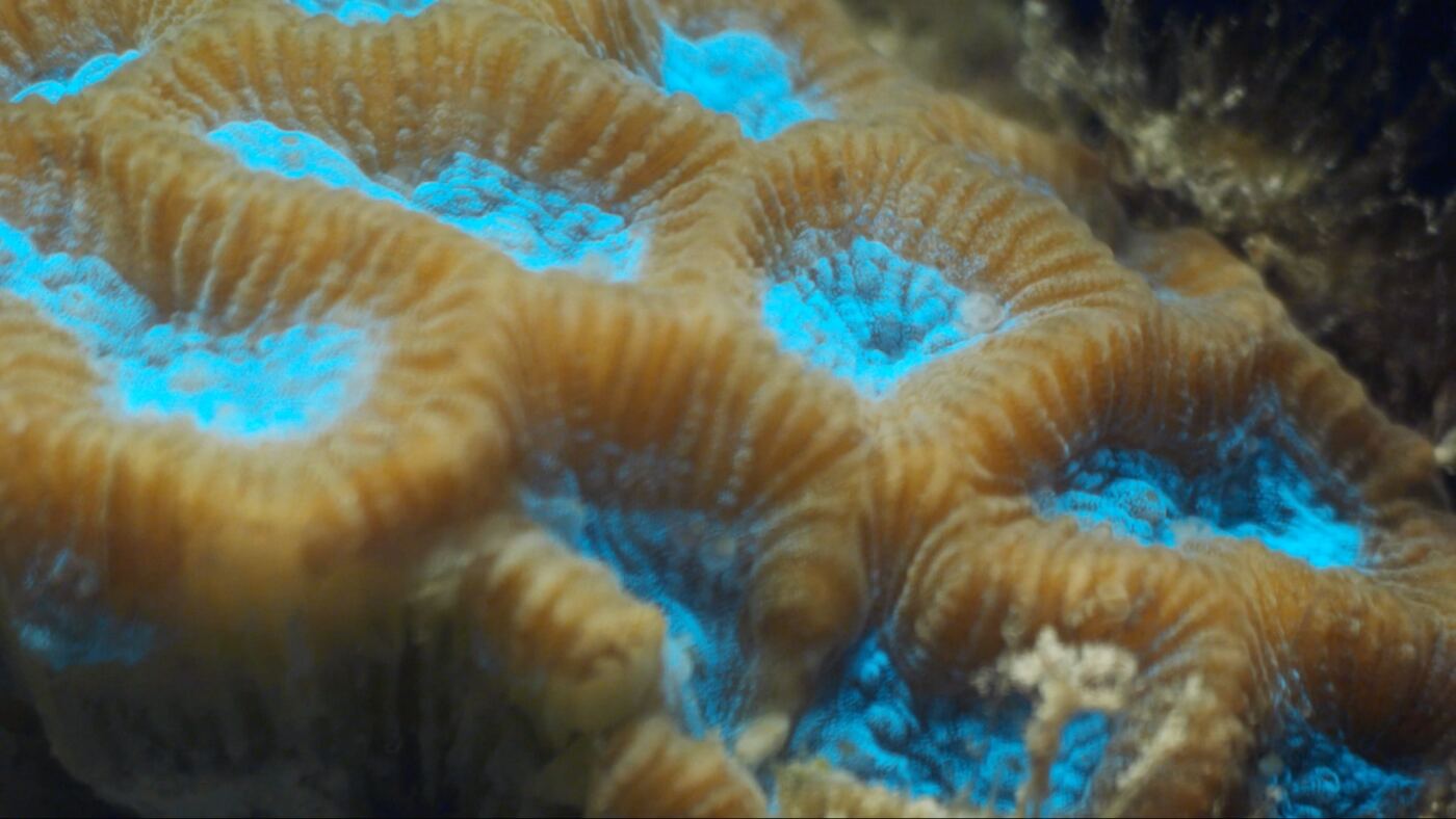 Close microscope image of coral tissue fluorescence
