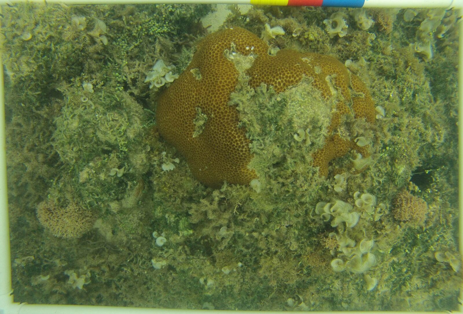 Coral photo-quadrat survey image from Ishigaki Island, Japan
